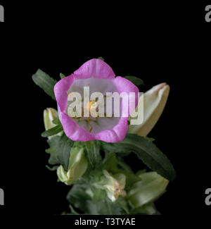 Arte still life macro colore del cuore interno di un singolo isolato la campanula rosa/campanula blossom,Gemme.foglie verdi su sfondo nero Foto Stock