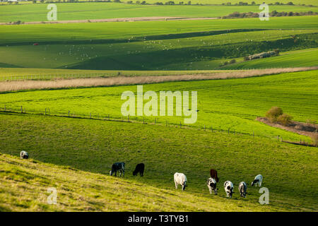 Serata di primavera sulla South Downs nel West Sussex, in Inghilterra. Foto Stock