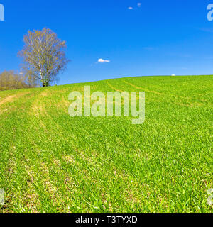 Molla bellissimo paesaggio rurale con campo e cielo blu. campo agricolo. Foto Stock