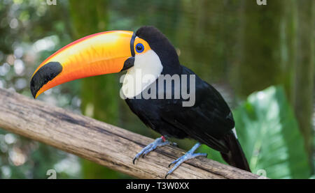Primo piano di un trasduttore Toco (Ramphastos toco) in Brasile. Foto Stock