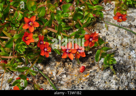 Scarlet Pimpernel 'Anagallis arvense' che cresce su roccia granitica su Bryer, isole Scilly,cornwall, Regno Unito Foto Stock