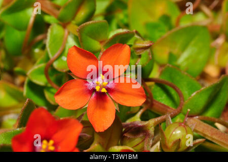 Scarlet Pimpernel 'Anagallis arvense', primo piano. Bryer, isole Scilly, Cornwall, Regno Unito Foto Stock