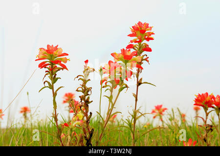 Texas Indian Paintbrush, castilleja indivisa; membro dell'Scrophulariaceae, bocca di leone famiglia; in primavera i fiori selvatici nella campagna del Texas. Foto Stock