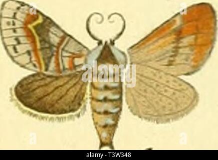 Immagine di archivio da pagina 110 di Die Schmetterlinge in Abbildungen nach. Die Schmetterlinge in Abbildungen nach der Natur dieschmetterling43espe Anno: 1829 Jy* Jy-d Jy- 7- Phala-en: europ: Boillb. elüig. al. dt-fl. dorfo l. Lin. Sv. j&lt;z. Cltrtllla. fifll- larva,. fi'.j. Clm/f. fr"q. 3. /Offis. ft"g. 4. Phal. 7?i&lt;zs. fza. $. Allar/lcVrta . Dias. fzq. 6. J.edufa. 771/è. Jg. 7. Wartet. Ji'g. S. larva . - I.C. Bork fc. Foto Stock