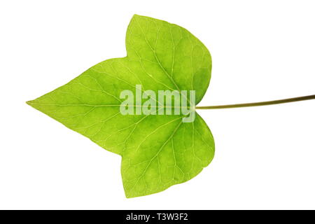 Foglia verde isolato su sfondo bianco trasparente Foto Stock