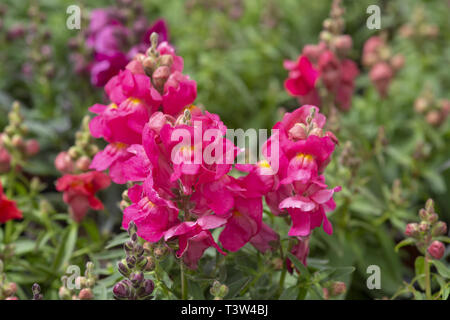 Colorato snap-drago fiori, Antirrhinum majus in serra. Spring Garden serie, Mallorca, Spagna. Foto Stock