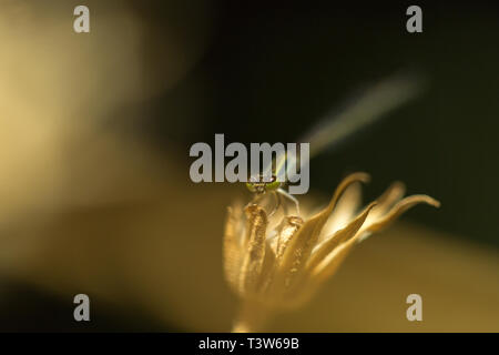 Baby dragonfly sul fiore Foto Stock