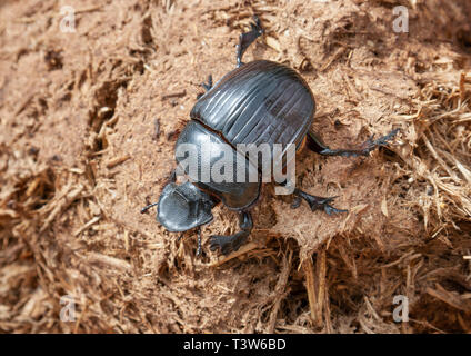 Grandi sterco africana beetle (Heliocopris colosso [antenor]) su sterco di elefante, parco nazionale orientale di Tsavo in Kenya. Foto Stock