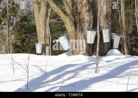 Secchi su un albero di acero per la raccolta di SAP in primavera Foto Stock