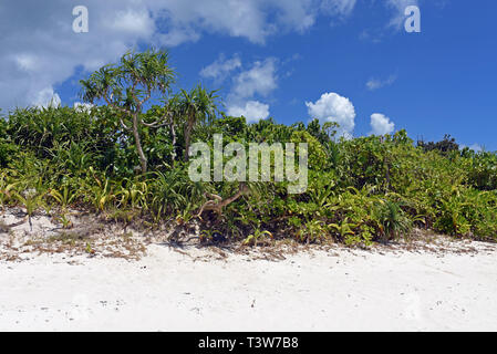 Kondoi spiaggia di Isola di Taketomi Prefettura di Okinawa in Giappone Foto Stock