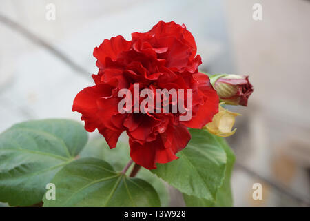 Rosso di fiori di ibisco e foglie verdi Foto Stock