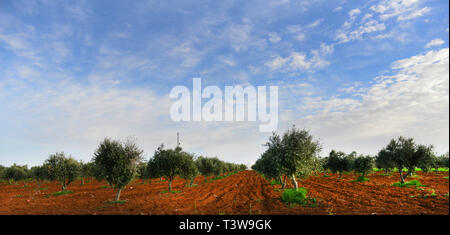 Un oliveto nella regione montuosa di Giordania. Foto Stock