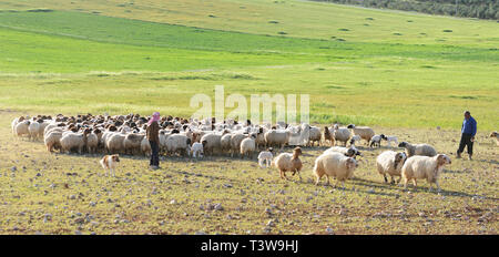 Pecore imbrancandosi nella regione montuosa del centro di Giordania. Foto Stock