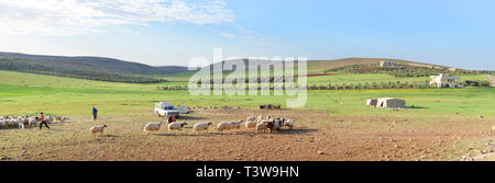 Pecore imbrancandosi nella regione montuosa del centro di Giordania. Foto Stock