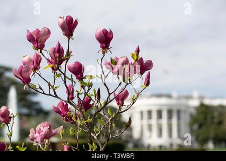 Albero di Magnolia fiorisce in primavera lungo il South Lawn della Casa Bianca Aprile 8, 2019 a Washington, DC. Foto Stock