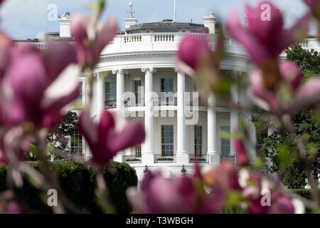 Albero di Magnolia fiorisce in primavera lungo il South Lawn della Casa Bianca Aprile 8, 2019 a Washington, DC. Foto Stock