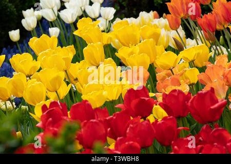 Tulipani e pansies fioritura durante la primavera nel Giardino delle Rose della Casa Bianca Aprile 8, 2019 a Washington, DC. Foto Stock