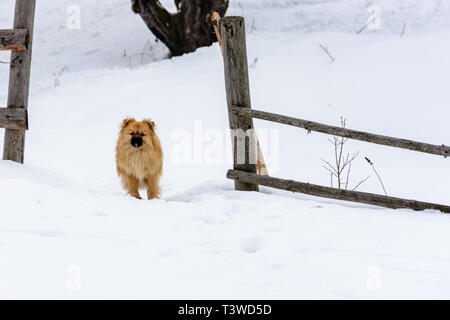Pekingese è un grazioso cute cane in piedi su una neve nevoso vicino alla recinzione Foto Stock