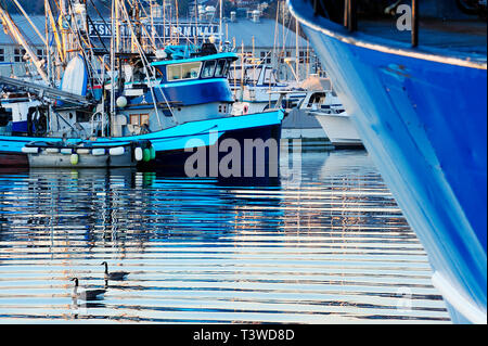 Anatre nuotare nel porto urbano Foto Stock