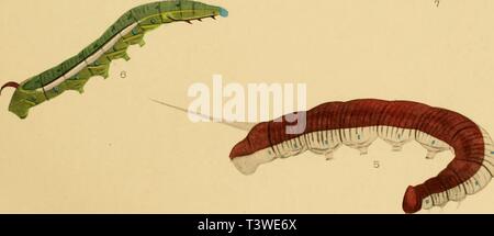 Immagine di archivio da pagina 14 del die schmetterlinge der Philippinischen isole Foto Stock