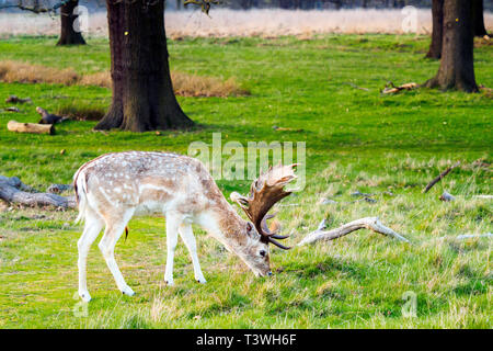 Cervi in Richmond Park - Greater London, Inghilterra Foto Stock