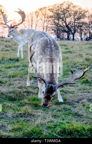 Cervi in Richmond Park - Greater London, Inghilterra Foto Stock