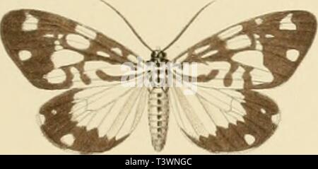 Immagine di archivio da pagina 98 del die schmetterlinge der Philippinischen isole Foto Stock