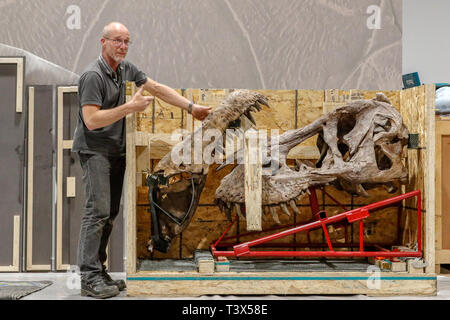 Glasgow, Regno Unito. 12 apr 2019. Per 15 settimane a partire da giovedì 18 aprile 2019, Glasgow's Kelvin Hall ospiterà il mondo solo vero touring Tyrannosaurus rex scheletro. Il 39piedi lungo lo scheletro del peso di 5000kg (lo stesso come 4 Mini Coopers) è un incredibilmente raro e importante fossile e alla Kelvin Hall costituirà il fulcro del 'T.REX in Città principali di esposizione interattiva per educare i visitatori sulla storia di questo iconico e feroce specie di dinosauro. Lo scheletro è assemblato da FRED DEURHAN e REMMERT SCHOUTEN da Naturalis Biodiversità Centro Credito: Findlay/Alamy Live News Foto Stock