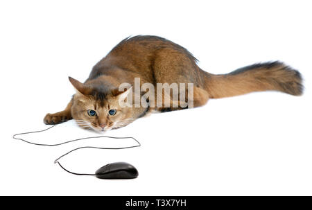 Bellissimo gatto somalo con nero mouse del computer - isolato su sfondo bianco Foto Stock