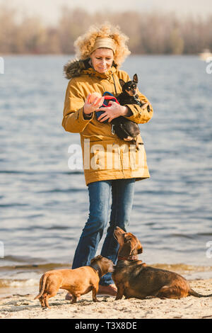 Oggetto molti animali domestici, cane amante sulla passeggiata. Adulto, vecchi donna caucasica con tre cani razza bassotto e mani toy terrier. proprietario gioca con sfera d Foto Stock