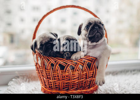 Pug cuccioli di cane seduto nel cestello sul davanzale. Piccoli cuccioli di divertimento. Allevamento cani Foto Stock