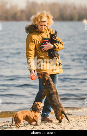 Oggetto molti animali domestici, cane amante sulla passeggiata. Adulto, vecchi donna caucasica con tre cani razza bassotto e mani toy terrier. proprietario gioca con sfera d Foto Stock