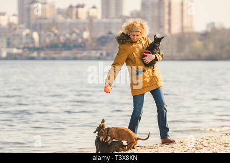 Oggetto molti animali domestici, cane amante sulla passeggiata. Adulto, vecchi donna caucasica con tre cani razza bassotto e mani toy terrier. proprietario gioca con sfera d Foto Stock