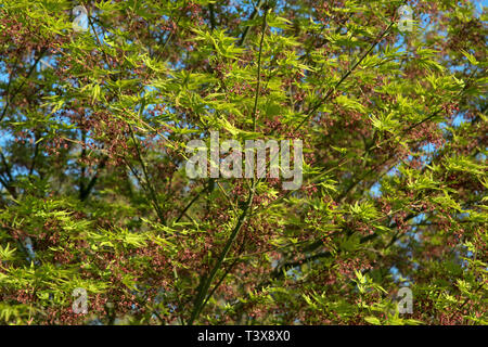 Fresh Spring la crescita di Acer palmatum Foto Stock