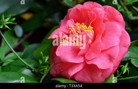 Camellia 'Lady Campbell' con foglia verde sullo sfondo Foto Stock