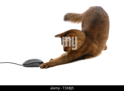 Bellissimo gatto somalo con nero mouse del computer - isolato su sfondo bianco Foto Stock