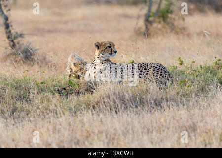 Una femmina di ghepardo posa con il suo singolo cub standing, in aperta di macchia, formato orizzontale, Ol Pejeta Conservancy,Laikipia,Kenya,Africa Foto Stock