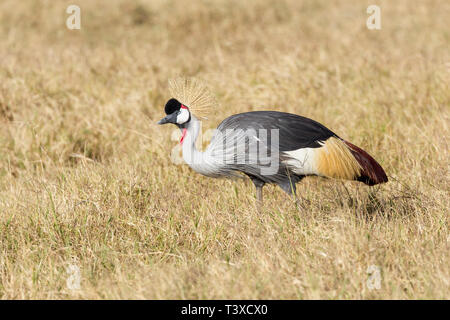 Un singolo adulto Grey Crowned Crane nella prateria aperta alla ricerca di cibo, formato orizzontale, Ol Pejeta Conservancy, Laikipia, Kenya, Africa Foto Stock