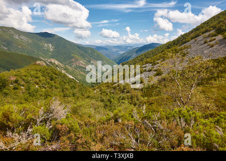 Oak tree paesaggio forestale nelle Asturie. Muniellos parco naturale. Spagna Foto Stock