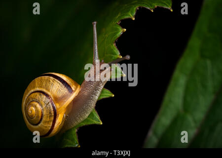 Lumaca d'oro e frastagliate foglie verdi su sfondo scuro Foto Stock