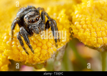 Jumping spider incollata con il polline giallo sul fiore giallo Foto Stock