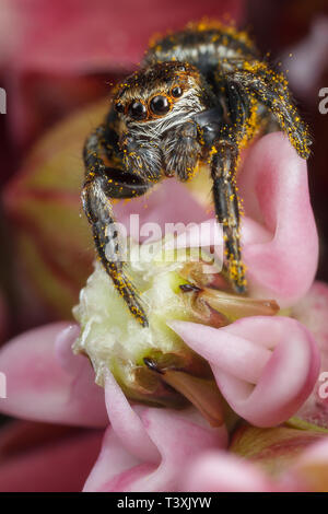 Jumping spider con giallo polen sul fiore rosa Foto Stock
