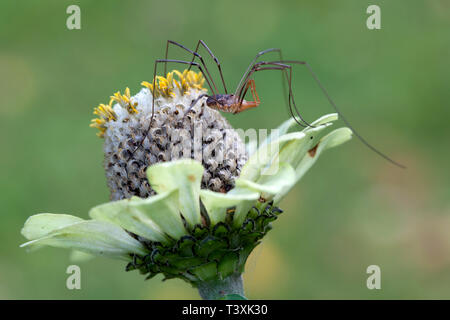 Dalle lunghe gambe ragno sul Echinacea fiore in sfondo verde Foto Stock