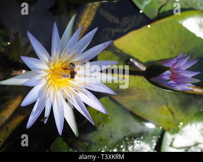 Le api mellifere e viola i fiori di loto. Foto Stock