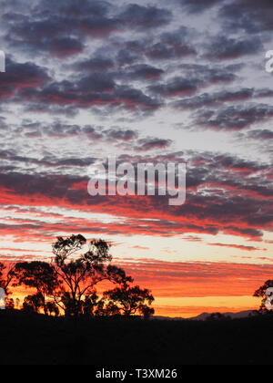 I tramonti. Bel tramonto con sagome di alberi. Nuvole nel cielo. Foto Stock