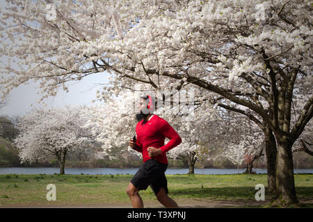 Philadelphia, PA, Stati Uniti d'America - 9 Aprile 2019: un americano africano uomo passato fa avanzare la fioritura dei ciliegi in fiore di picco su un inizio di mattina di primavera. Foto Stock