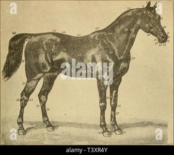 Immagine di archivio da pagina 148 di morire Reiterschöpfungen der Phidiasischen Kunst. Die Reiterschöpfungen der Phidiasischen Kunst diereiterschpf00لیمو Anno: 1921 TAFEL I Die äußeren pièces des Pferdes (nach Wrangel). 1. Vorkopf. 16. Kinn. 31. Oberarm oder Bug. 46. Schweif. 2. Stirne. 17. Backen. 32. Ellbogen. 47. Rippen. 3. Haarschopf. 18. Wangen. 33. Unterarm. 48. Sporader. 4. Genick. 19 Kinnketten grübe. 34. Kastanie. 49. Bauch. 5. Ohren. 20. Kehlgang. 35. Knie. 50. Weichen od. Flanken G. Schläfe. 21. Ohrspeich sldrüse. 36. Schienbein. 51. Hüften. 7. Augengruben. 22. Hals. 37. Köthe. 52. Hinte Foto Stock