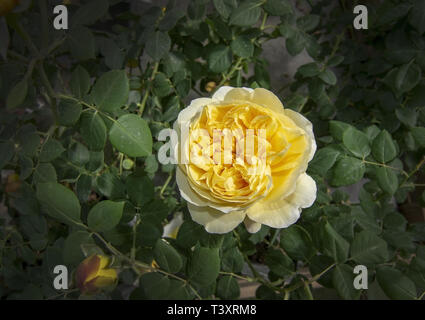 Stupendo doppio giallo rose fiori in vaso. Spring Garden serie, Mallorca, Spagna. Foto Stock