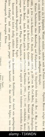 Immagine di archivio da pagina 177 di Die Papageien (1867). Die Papageien diepapageien02alette Anno: 1867 144 PEZOPORUS. un&GT; w es&GT; o o 3 o 3 w tej 3 - CT? & 3 gs w w ij QQ t 5 -3 - Â"âI os W IÂ" : 3 3 Io  una rt O- - - ji Â" O o â ¢'! CO 3 r*5 Â"â ¢ ,âv t 1Â"â" jtÂ CO s 3 3 H 2 H * p C3 CO &3 3 o * CO W S 1 e e *un H h a&GT; QO N TS5 o â vS *T3 O . "Â ? Âº1 3 r ta 1 CO www Â"?- ffi Â" CO (b st Â£- ' (B â GÃ&GT;. -PS â CD js &LT;Â° S' C Pj n- tq N o Â° 2 o âºn io !? = = â€.5 3 reo &' N 3- 1 3 =â ri CD R- Cfl 3 O 3 â 3 00 S -! Â£ 1âl CD c s 03 3 - 2 s CA * T3 W c Â" - Â O 3 a Foto Stock