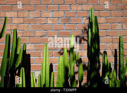 Cactus verde closeup. spinoso in rapida crescita forma esagonale. bckground su un muro di mattoni Foto Stock